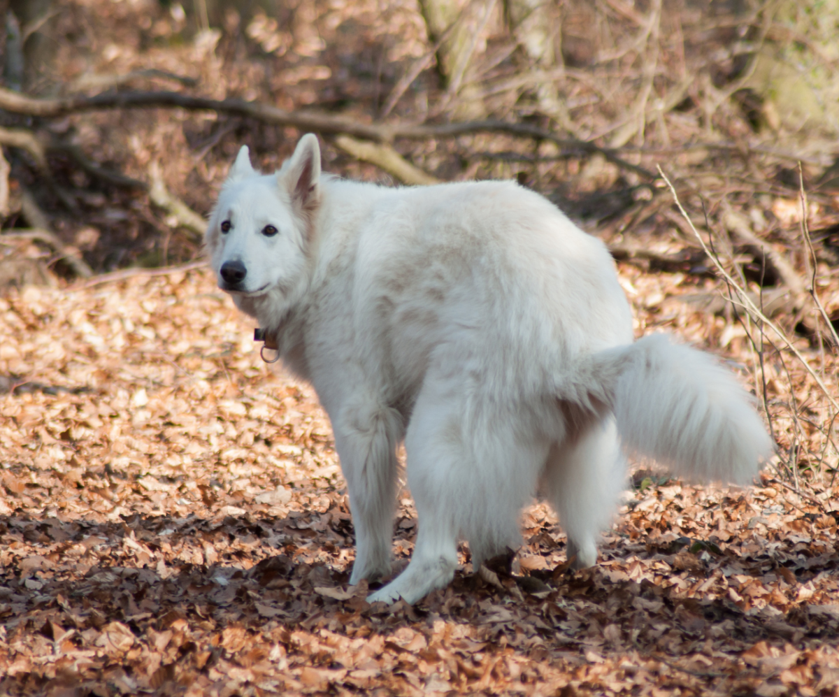 Is Bloody Diarrhea In Dogs An Emergency PetHelpful