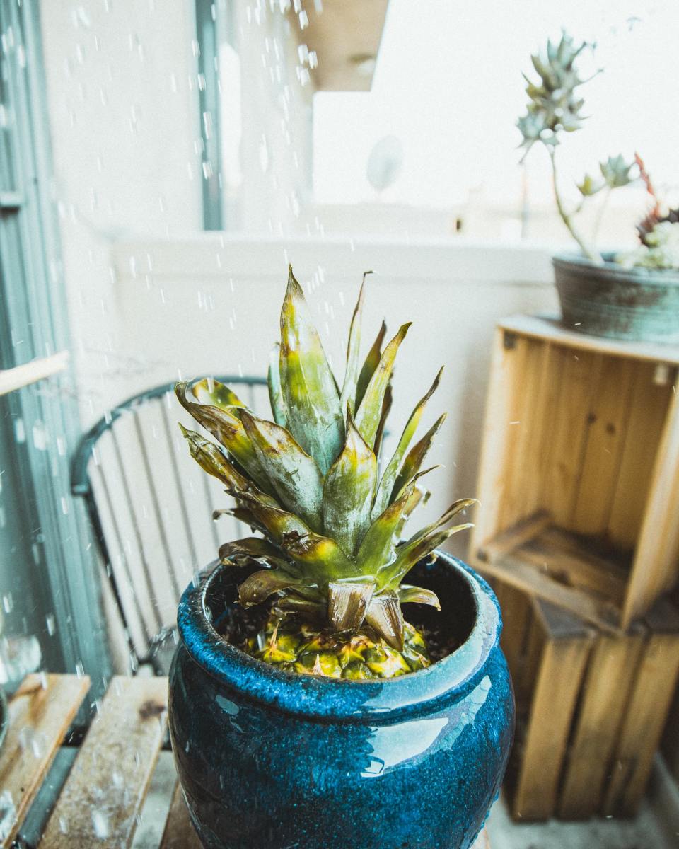 tips-on-how-to-care-for-the-most-indoor-decorated-plant-in-america