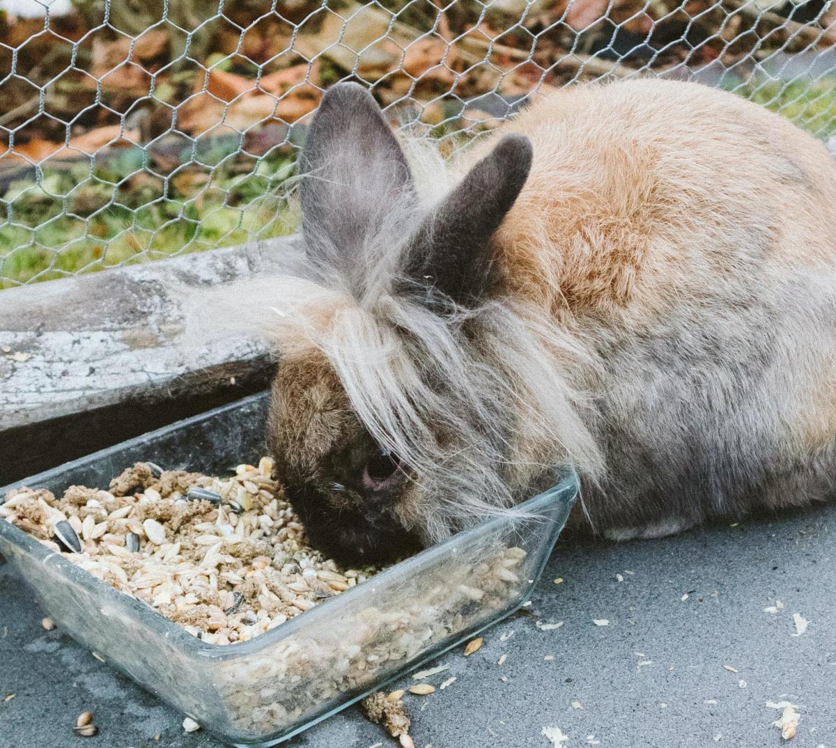 If all a rabbit's nutritional needs are already being met, they may refuse to eat hay (and that's okay). 
