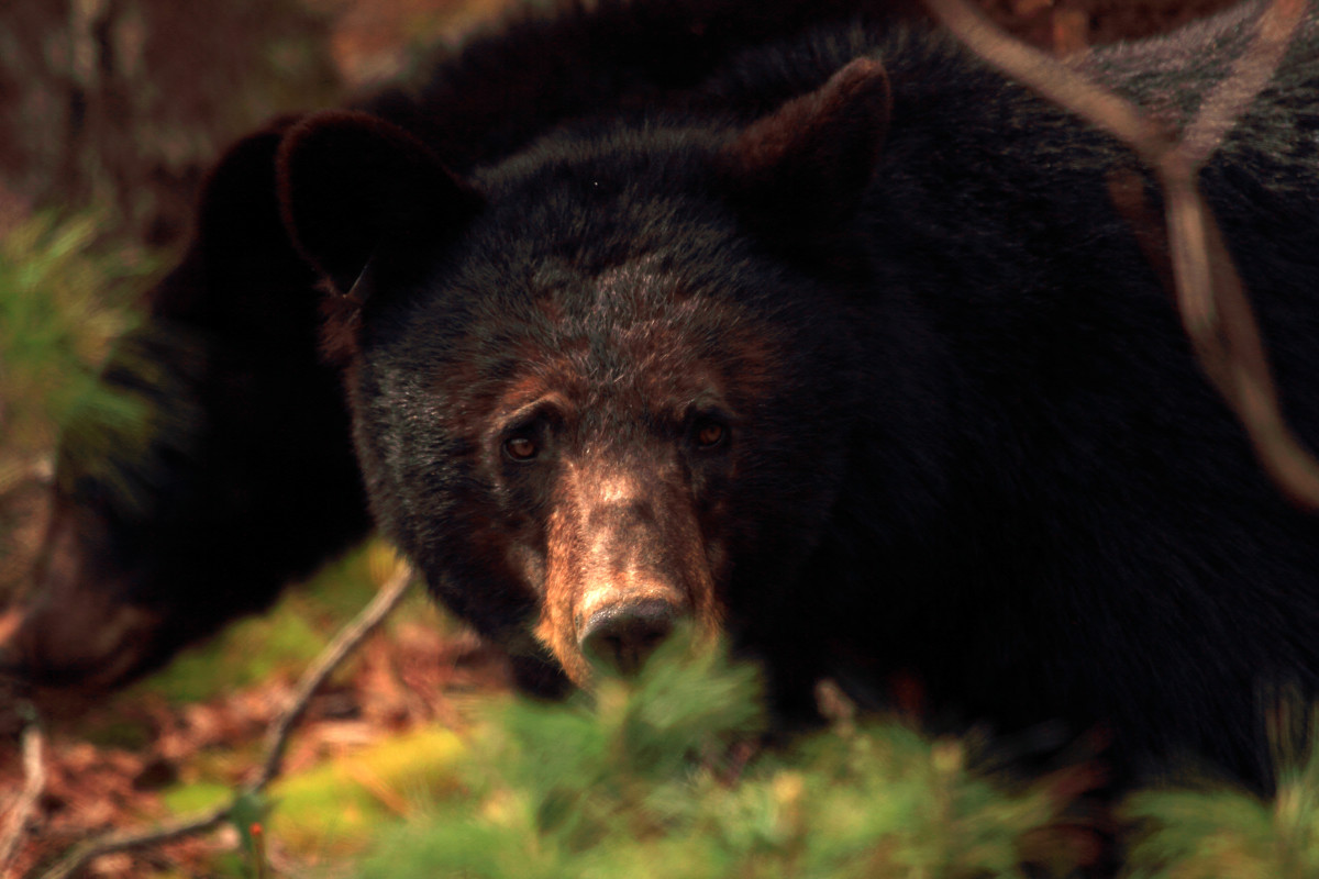 Bear Wanders Around Downtown Gatlinburg Like He Owns the Joint in Wild