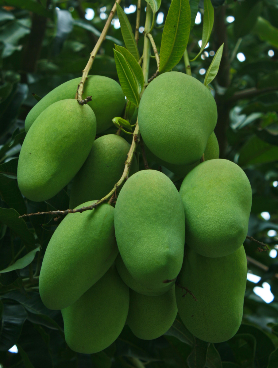 Green mangos on the tree