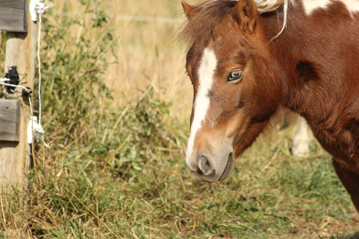 How to Successfully Pasture a Foundered Horse or Pony