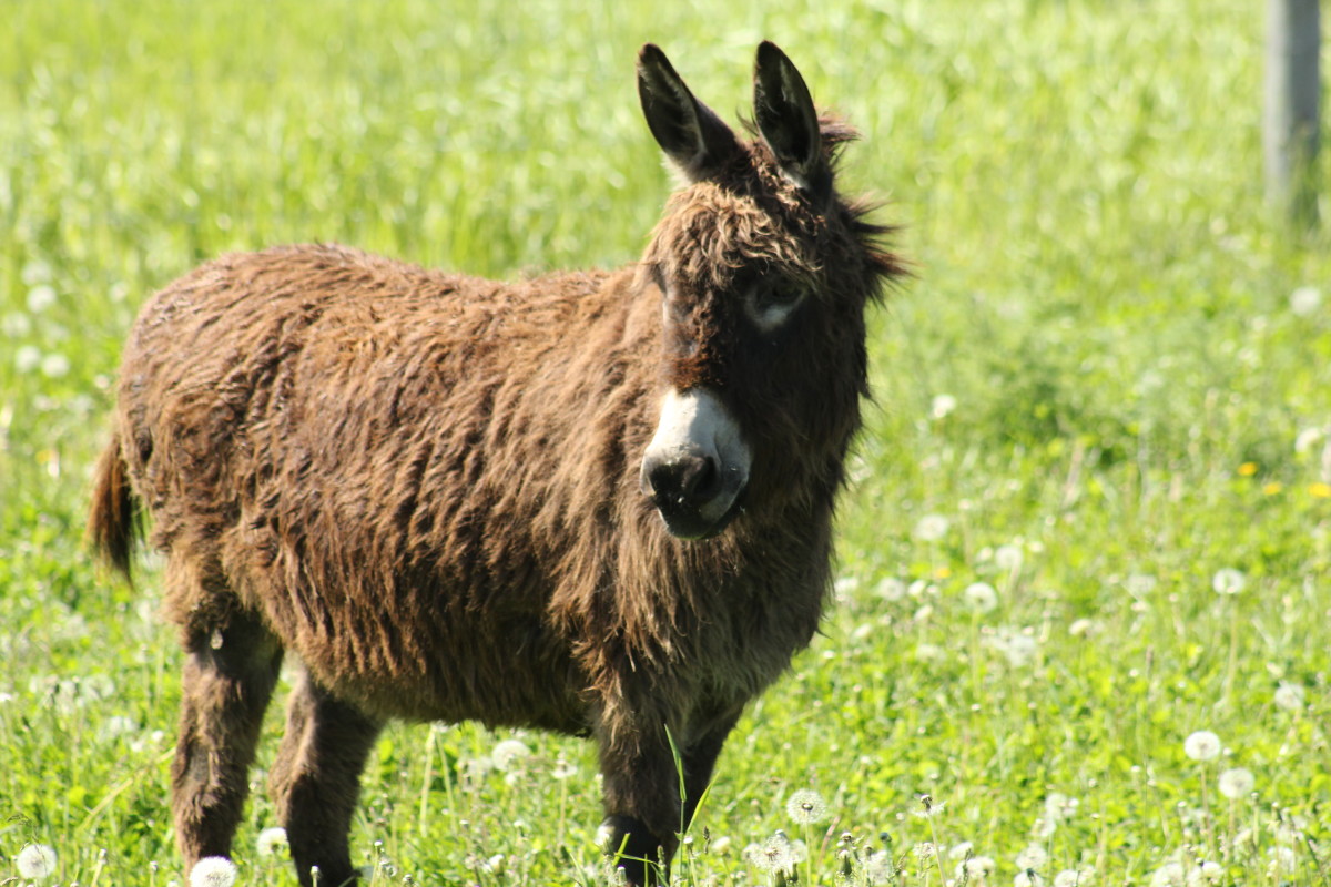 Donkeys can suffer from laminitis, too