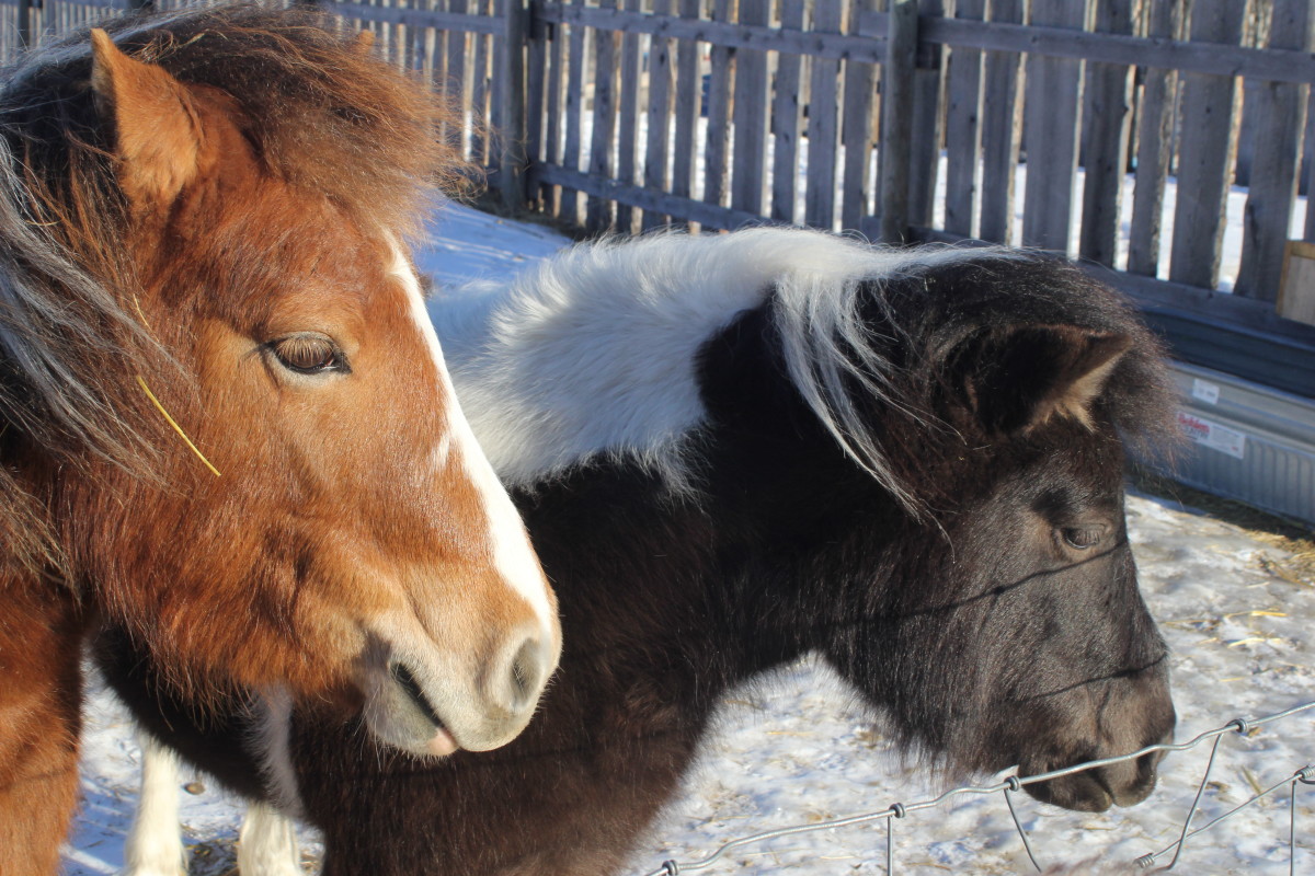 Equines can founder in winter