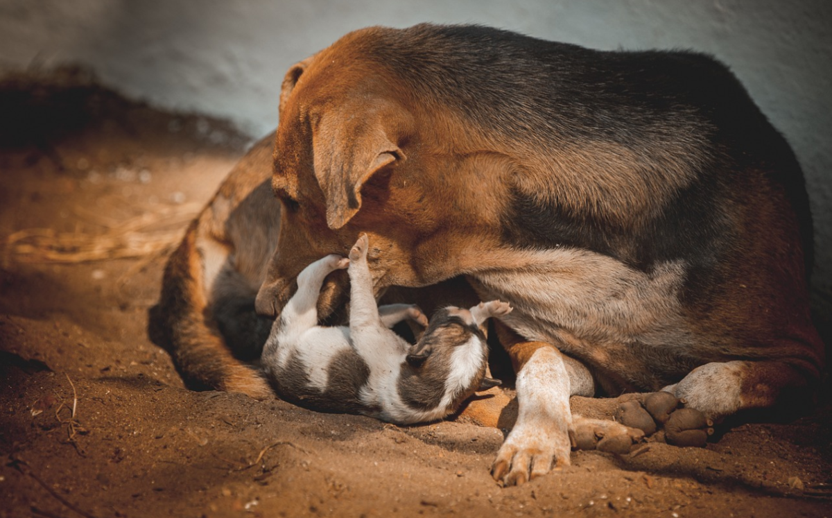 Mother dog would licks the puppies' behinds to stimulate them to eliminate
