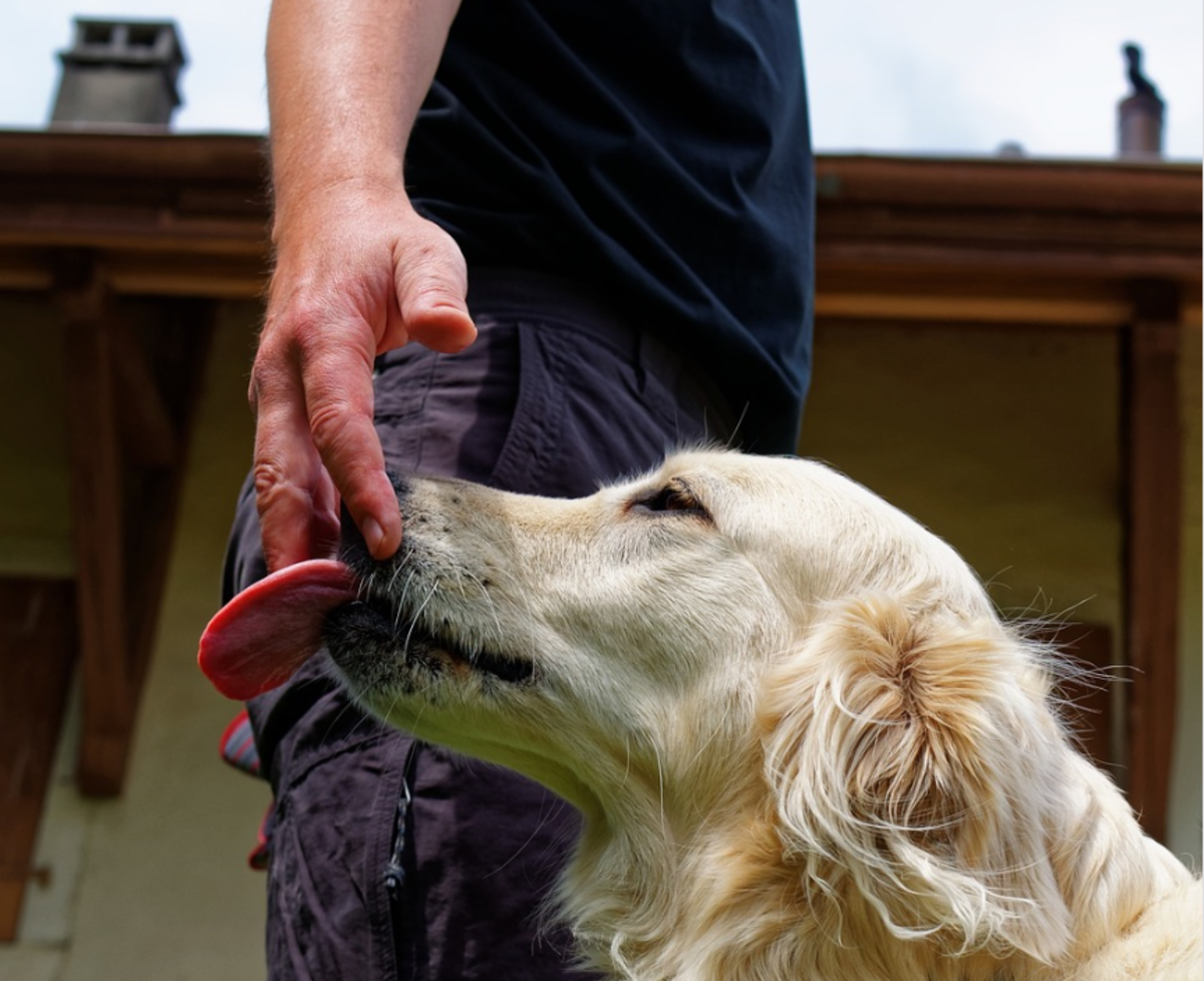 Dogs may be looking for more than actual salt from our skin. 