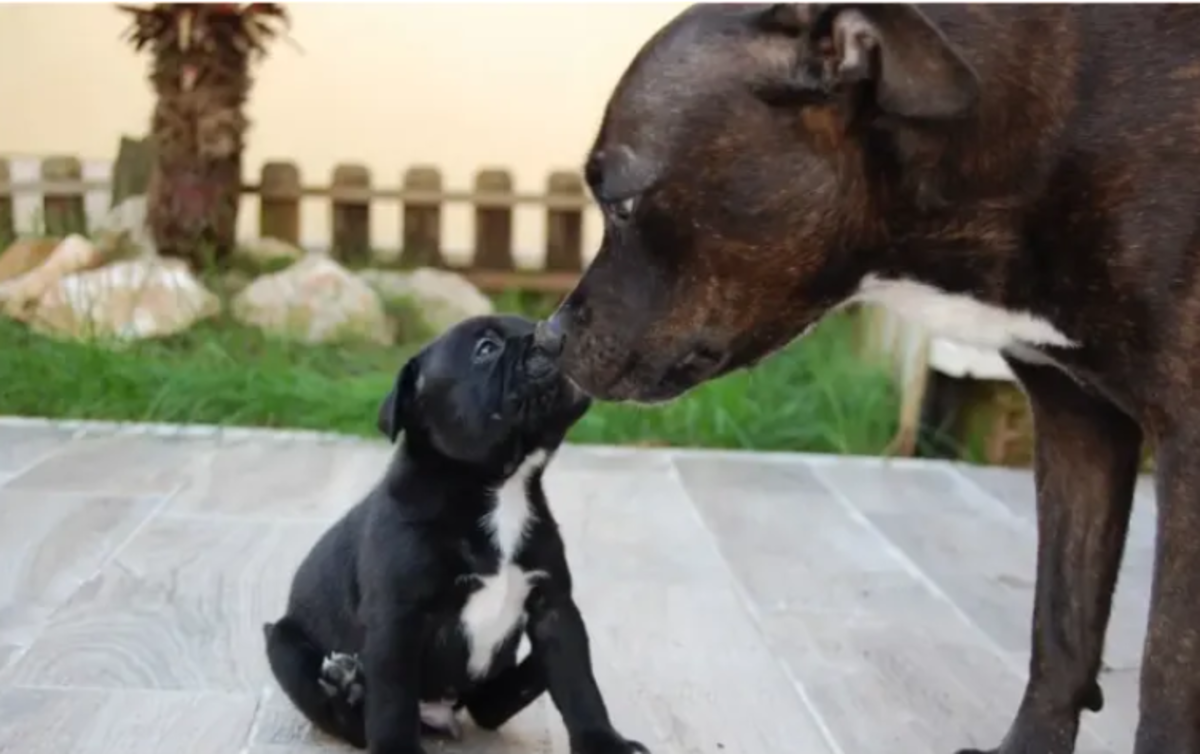 By licking the corners of mom's mouth, puppies elicit  their mother to regurgitate food for them