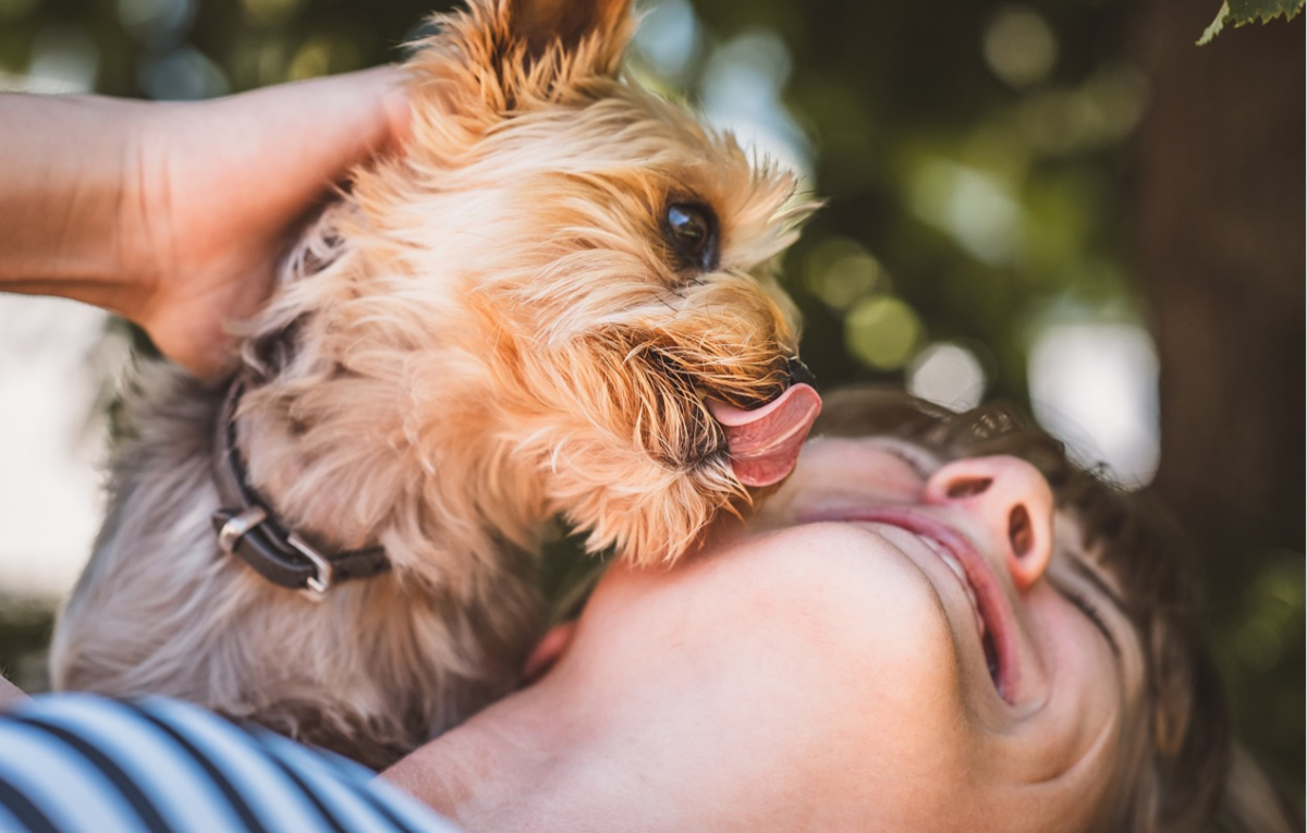 How Can I Stop My Dog From Licking People?