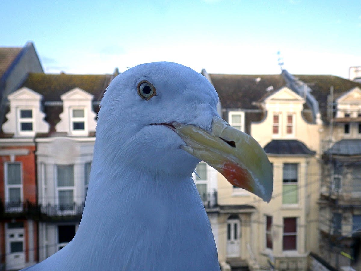 This cheeky seagull asks for food by tapping on a bedroom window.
