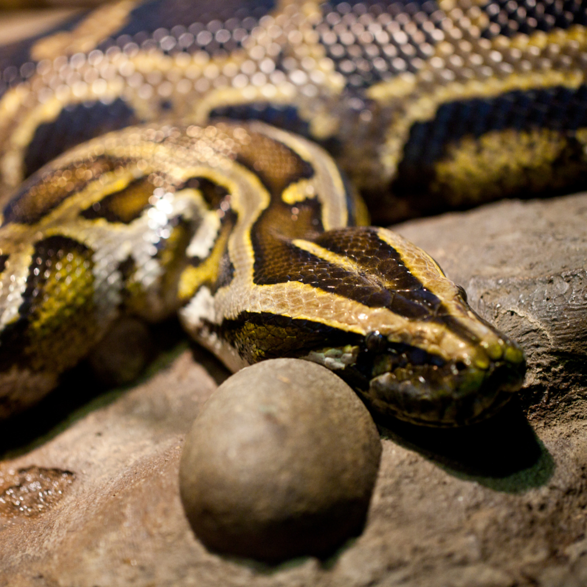 Anacondas are semi-aquatic constrictors and the world's largest snakes by weight.