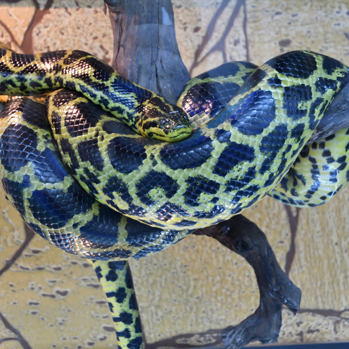 Anacondas give birth to living young, as many as 100 neonates at a time.