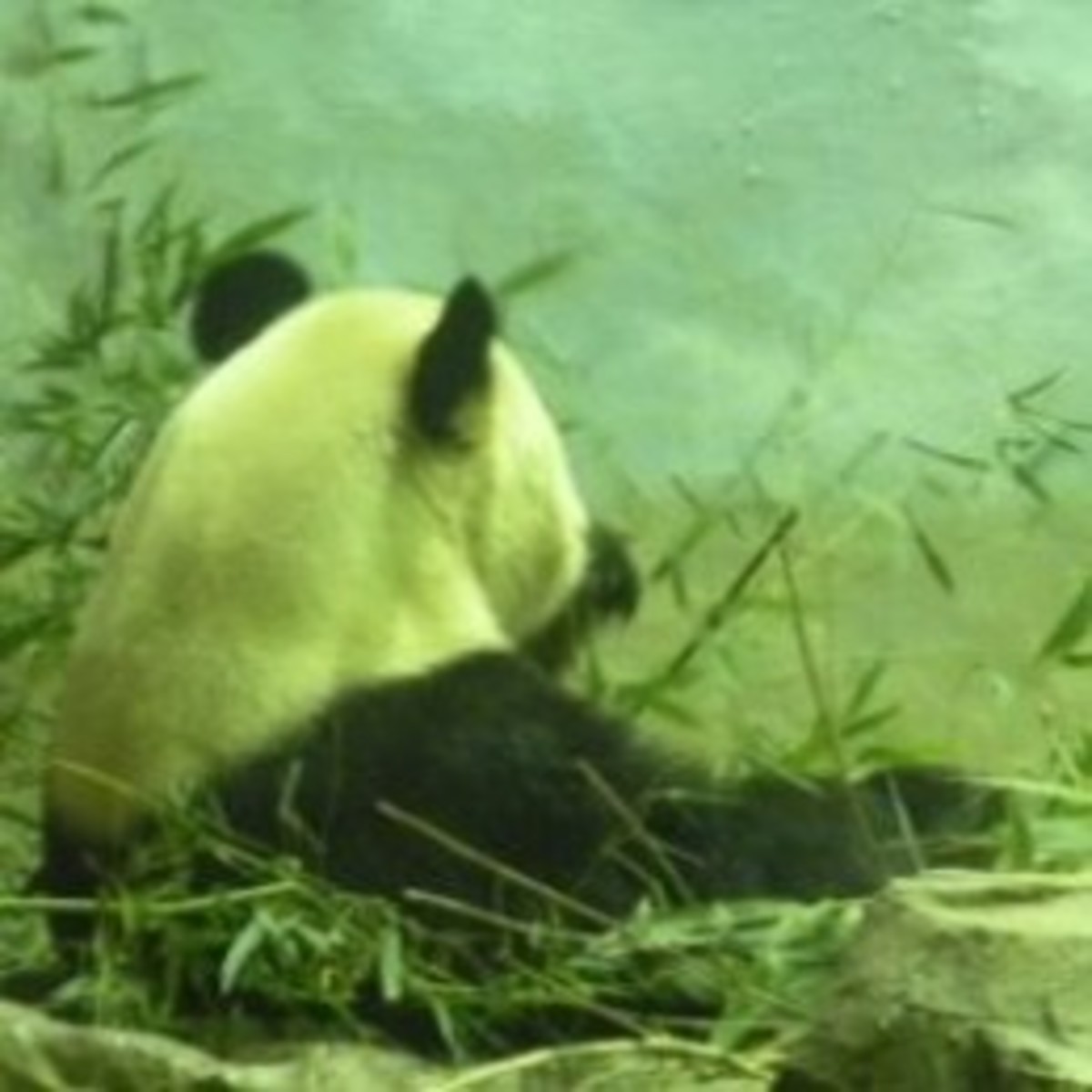 National Zoo Giant Panda