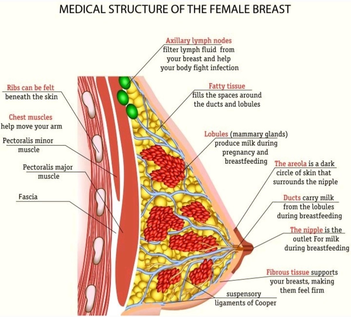 facts-that-no-one-tells-you-about-breast-cancer-risk-factors-types-care-and-management-of-the-breasts-cancer