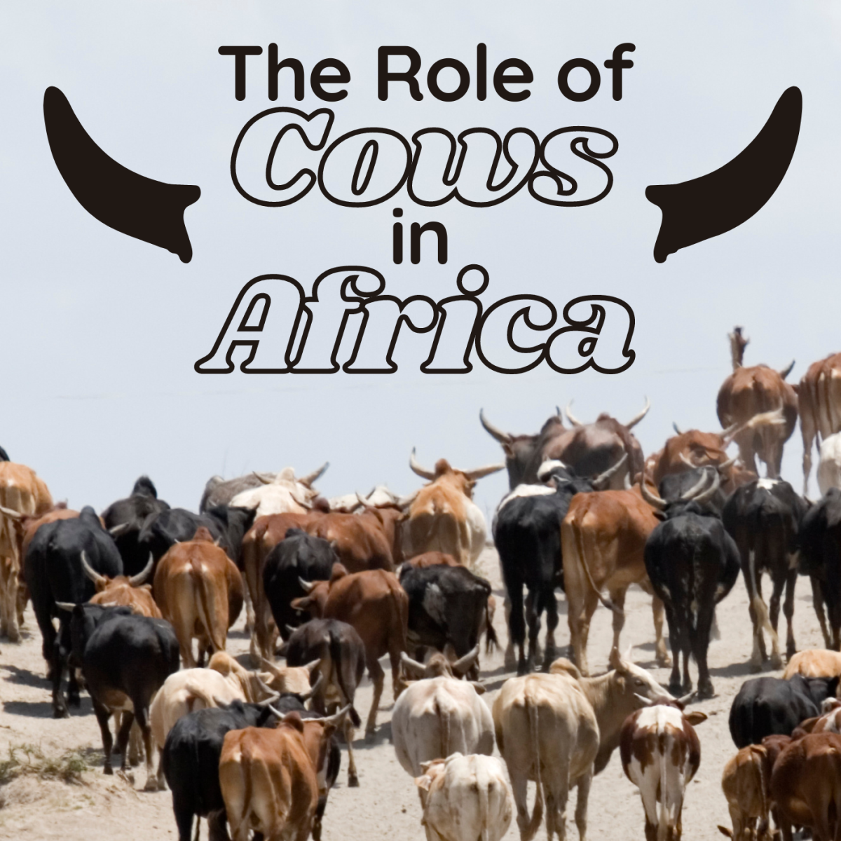 Traditional Uses of Cattle in Africa
