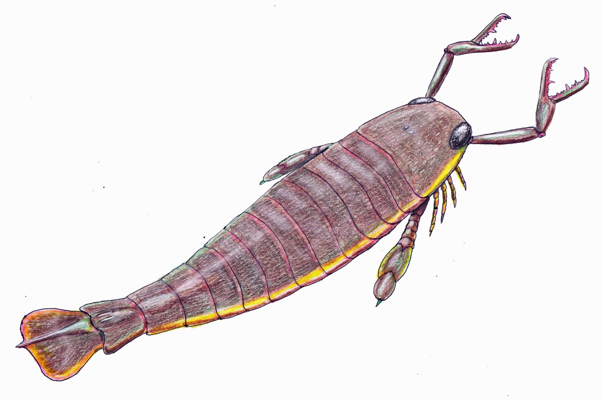 Artist's reconstruction of Jaekelopterus 