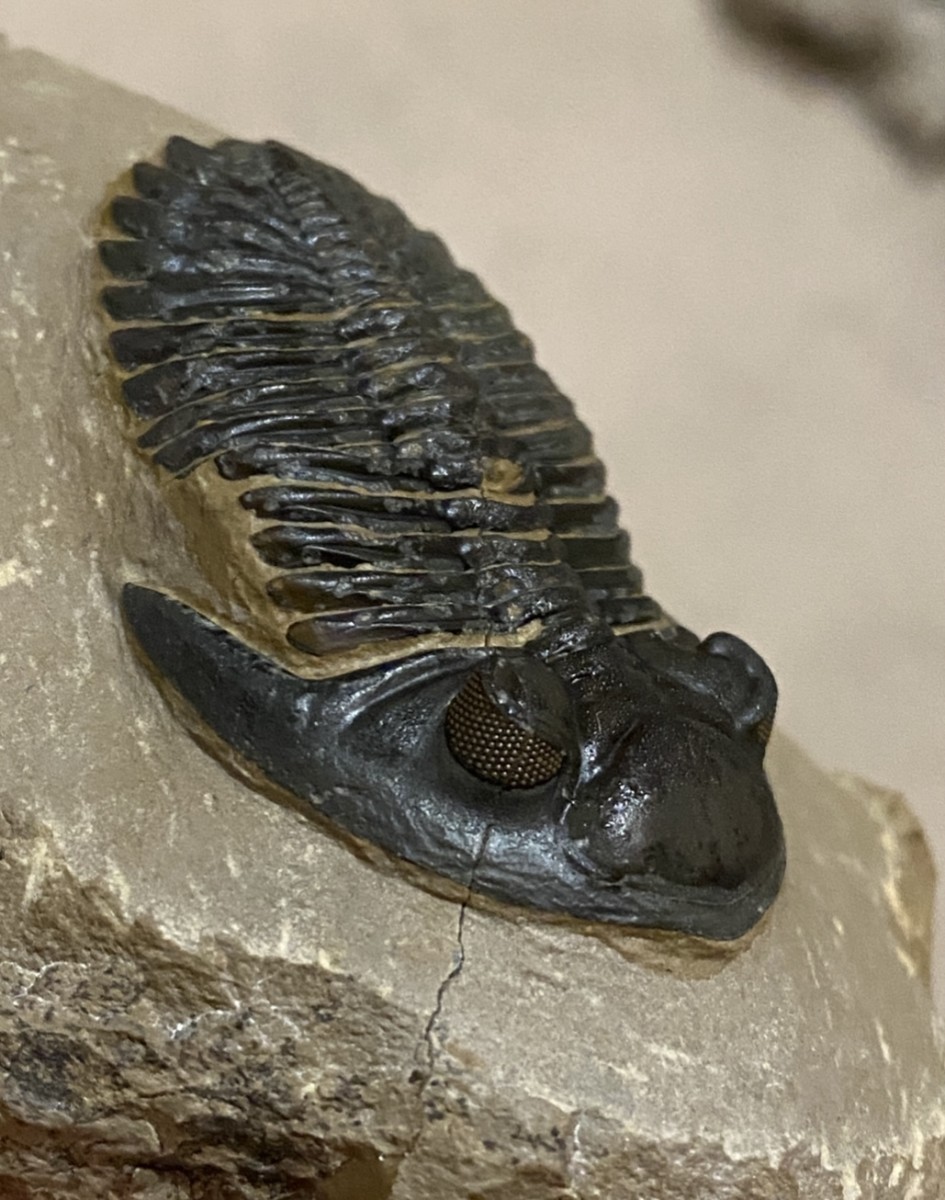 Trilobite fossil: Hollardops mesocristata