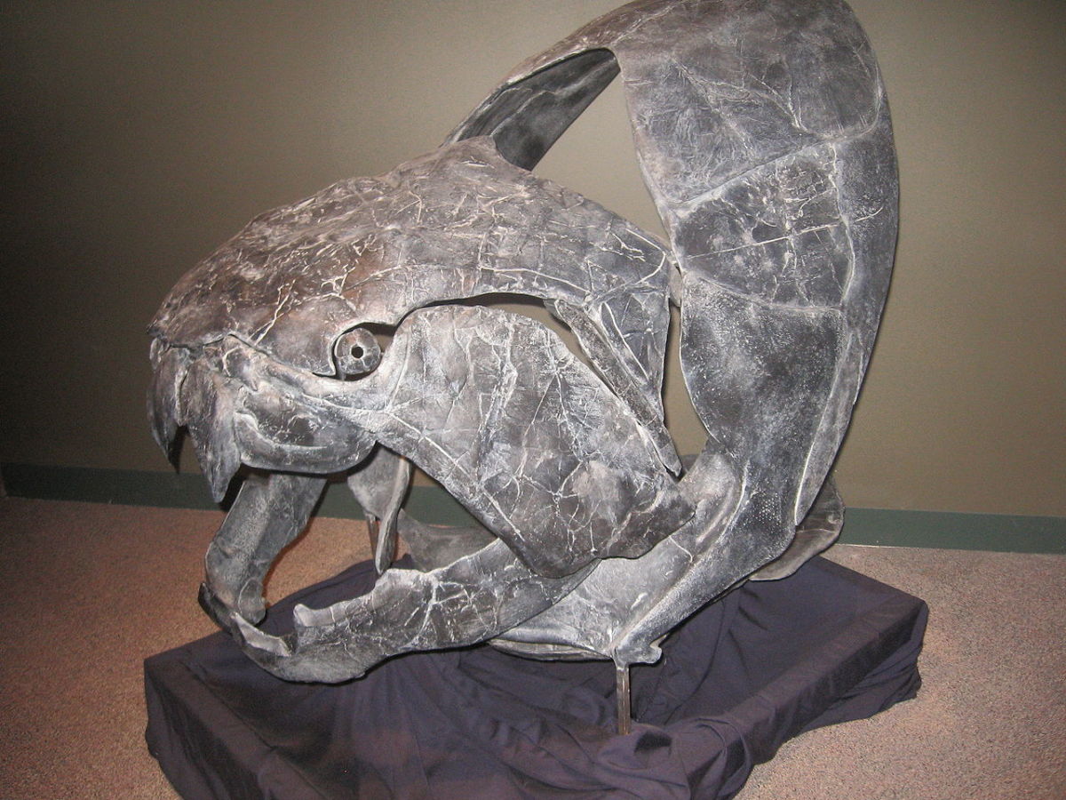 Head and neck armor of Dunkleosteus