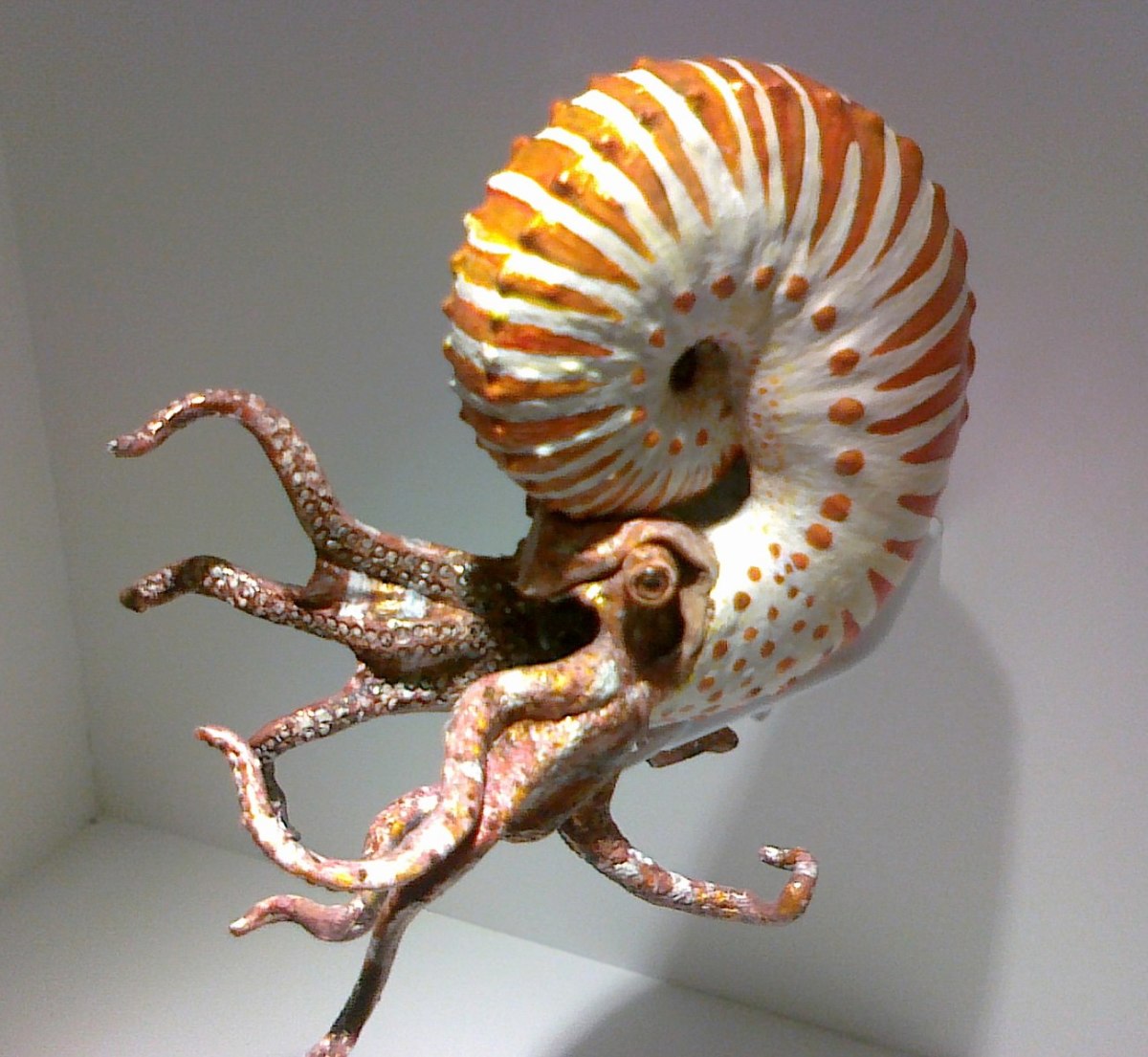 Ammonite reconstruction