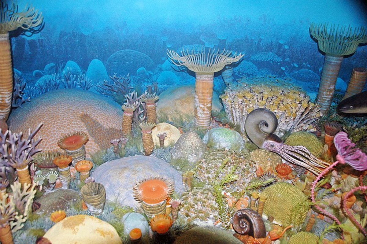 Diorama of a Devonian seafloor containing corals, crinoids, gastropods, and an ammonite
