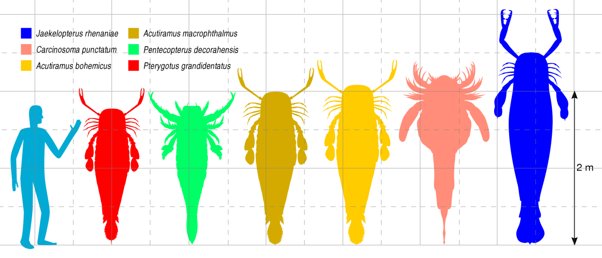 Size comparison of the six largest eurypterids. Left to right: Pterygotus grandidentatus, Pentecopterus decorahensis, Acutiramus macrophthalmus, Acutiramus bohemicus, Carcinosoma punctatum, and Jaekelopterus rhenaniae