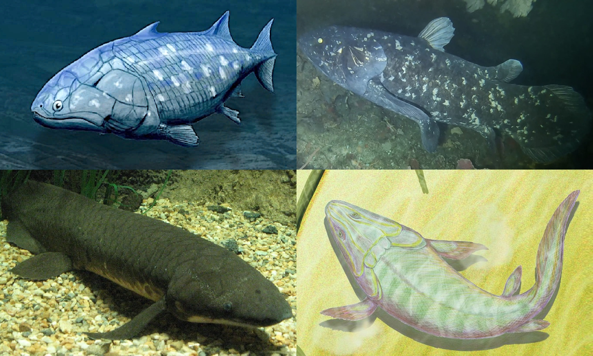Examples of lobe-finned fish. Guiyu (top left), West Indian Ocean coelacanth (top right), Australian lungfish (bottom left), and Panderichthys (bottom right)