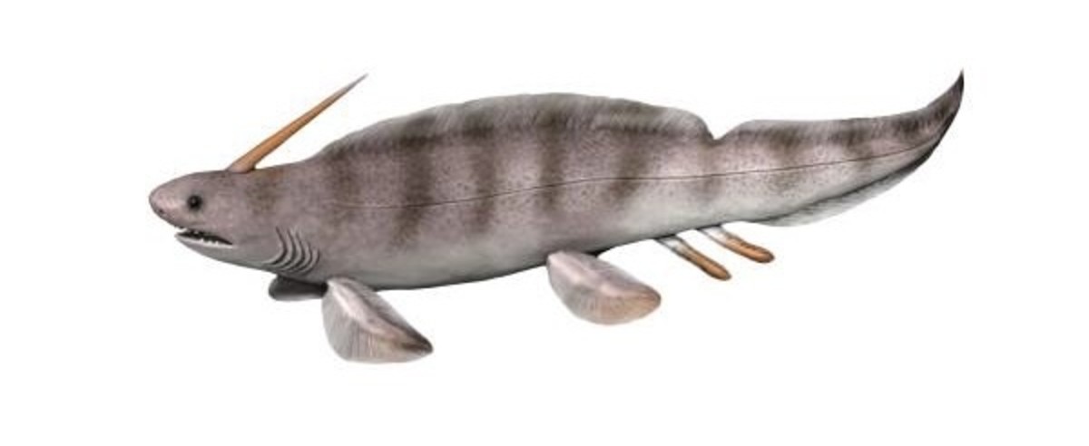Artist's reconstruction of Xenacanthus, an eel-like shark