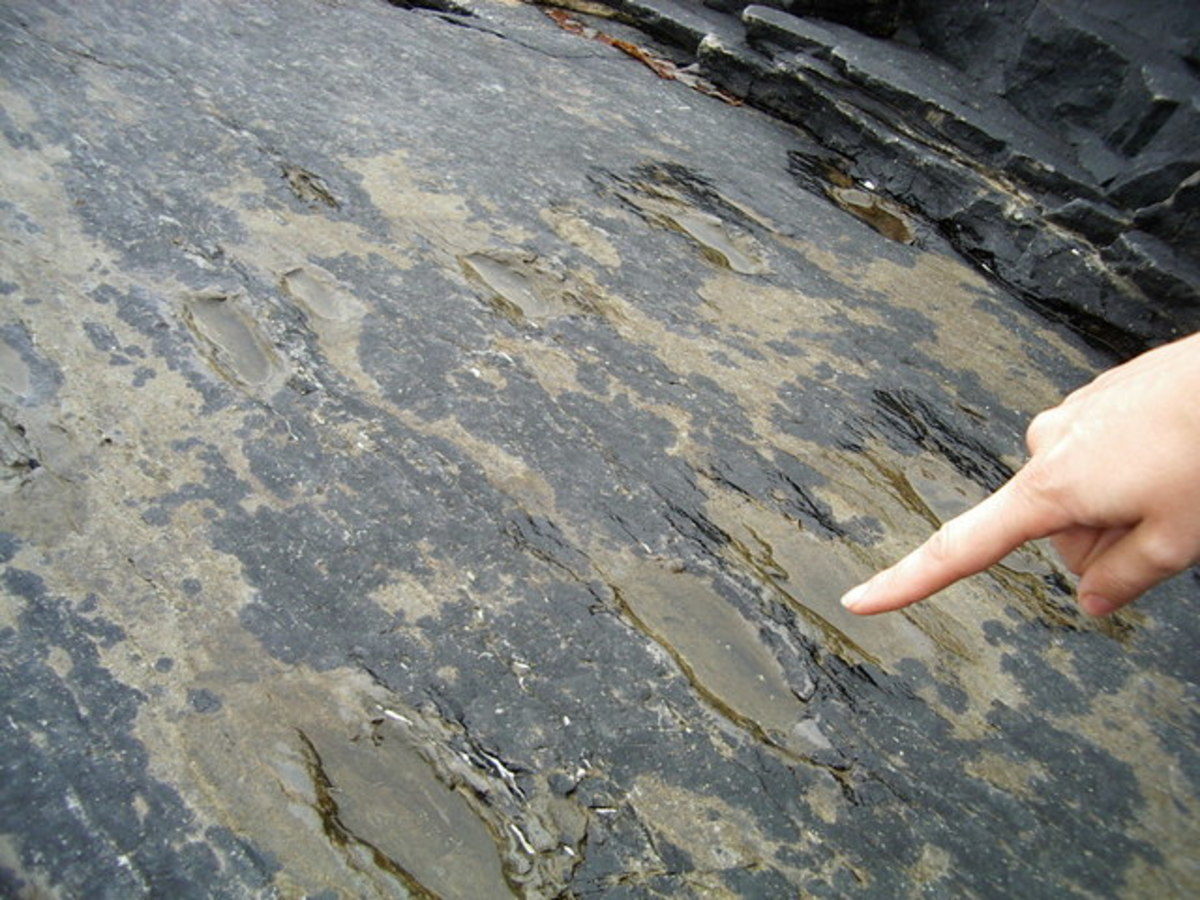 Fossilized tetrapod footprints that were discovered in southeastern Ireland. These date back to around 385 million years ago.