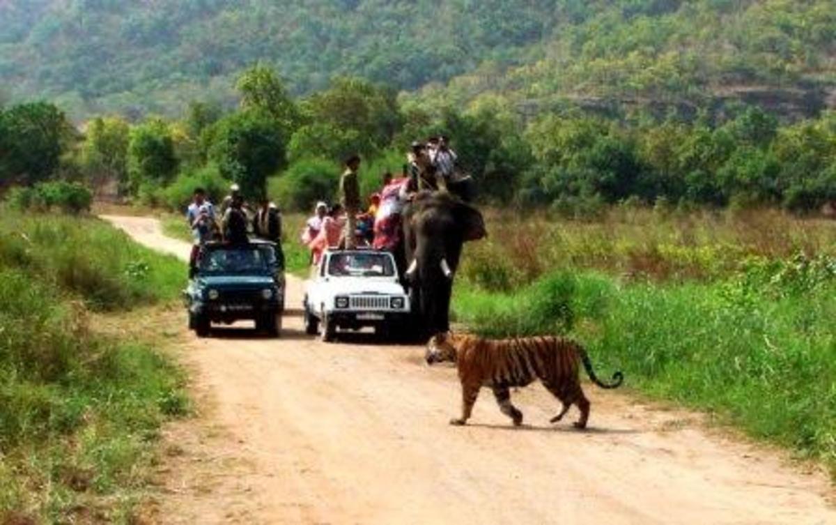 Tourists in Elephant & Jeep in Bandhavgarh Tiger Reserve