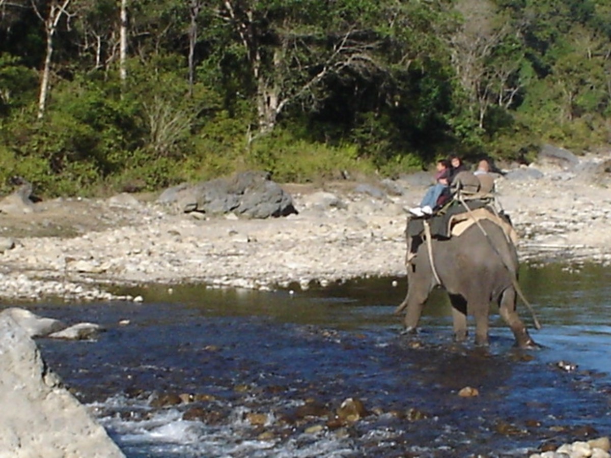 Elephant safari in India 