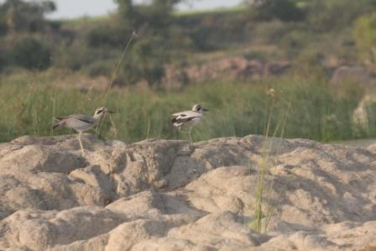 Great Stone Plover