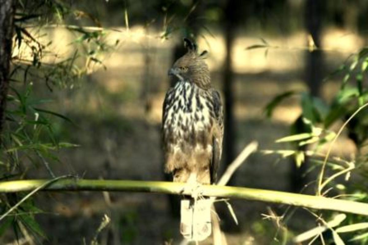 Crested Hawk Eagle at Bandhavgarh
