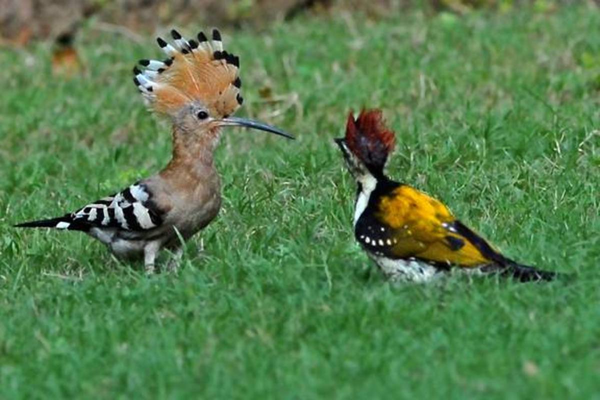 Hoopoe and Golden Back Woodpecker 