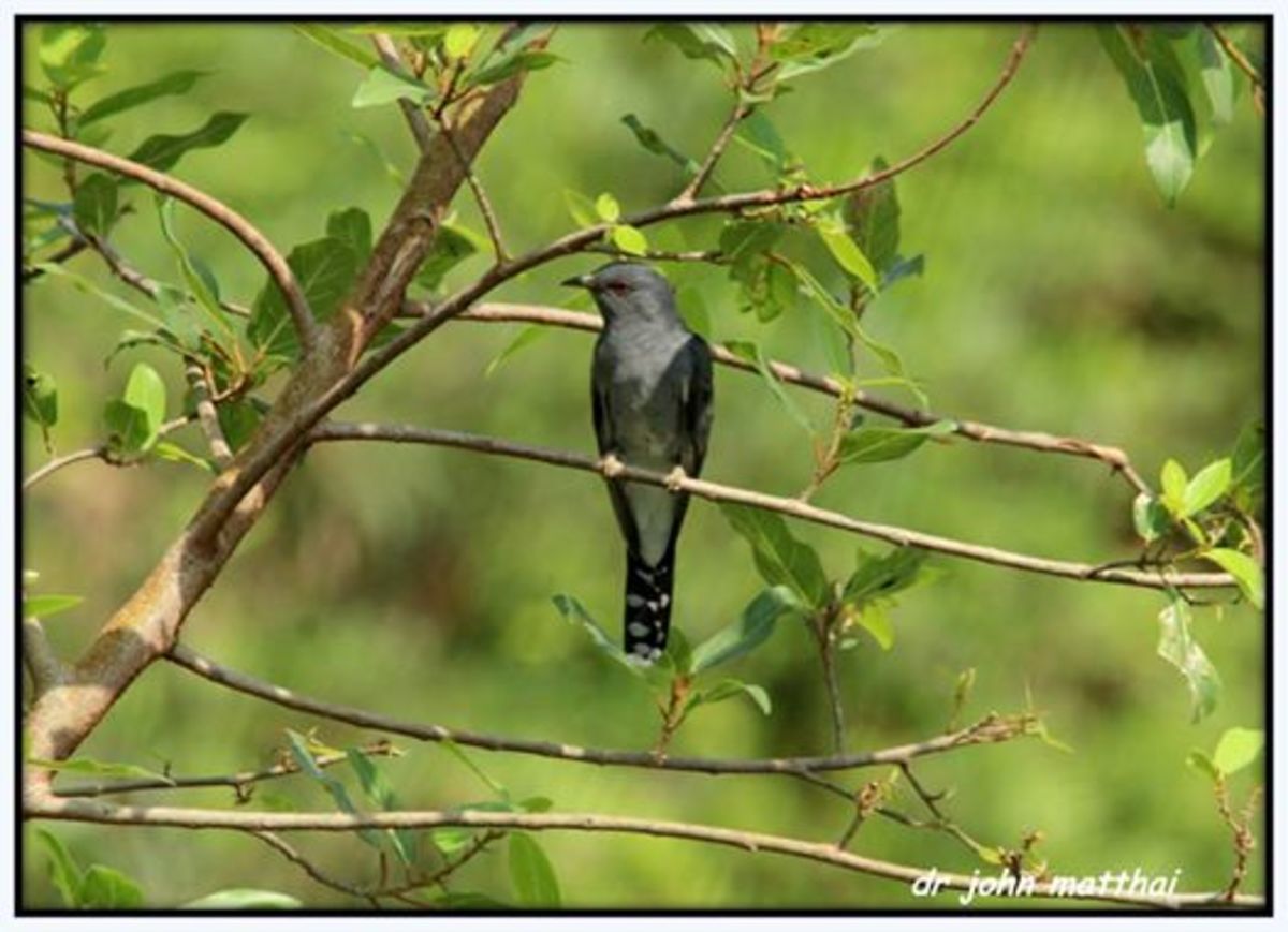 Gray Bellied Cuckoo