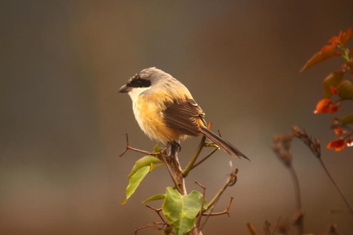 About Birding in Bandhavgarh