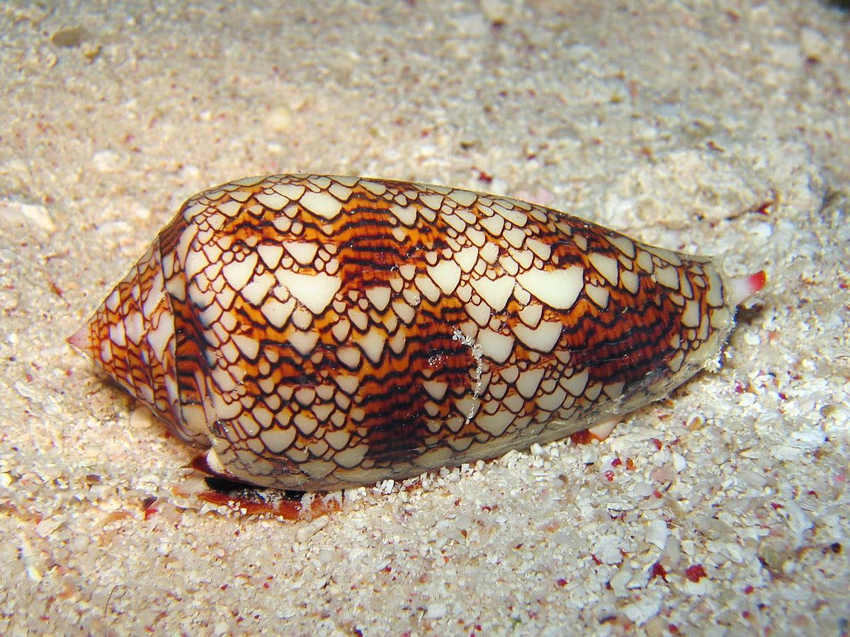 Cone Shells – Predatory Gastropods Living in the Great Barrier Reef