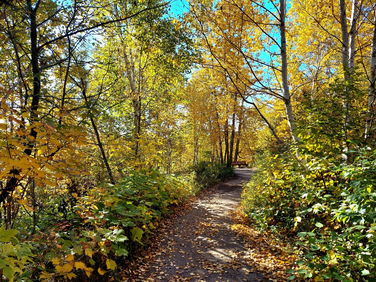 Hiking trail in Gooseberry Falls State Park