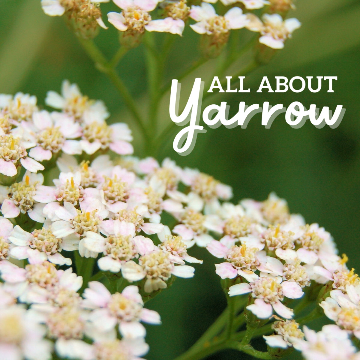 Yarrow: Facts, Folklore, Uses & Recipes