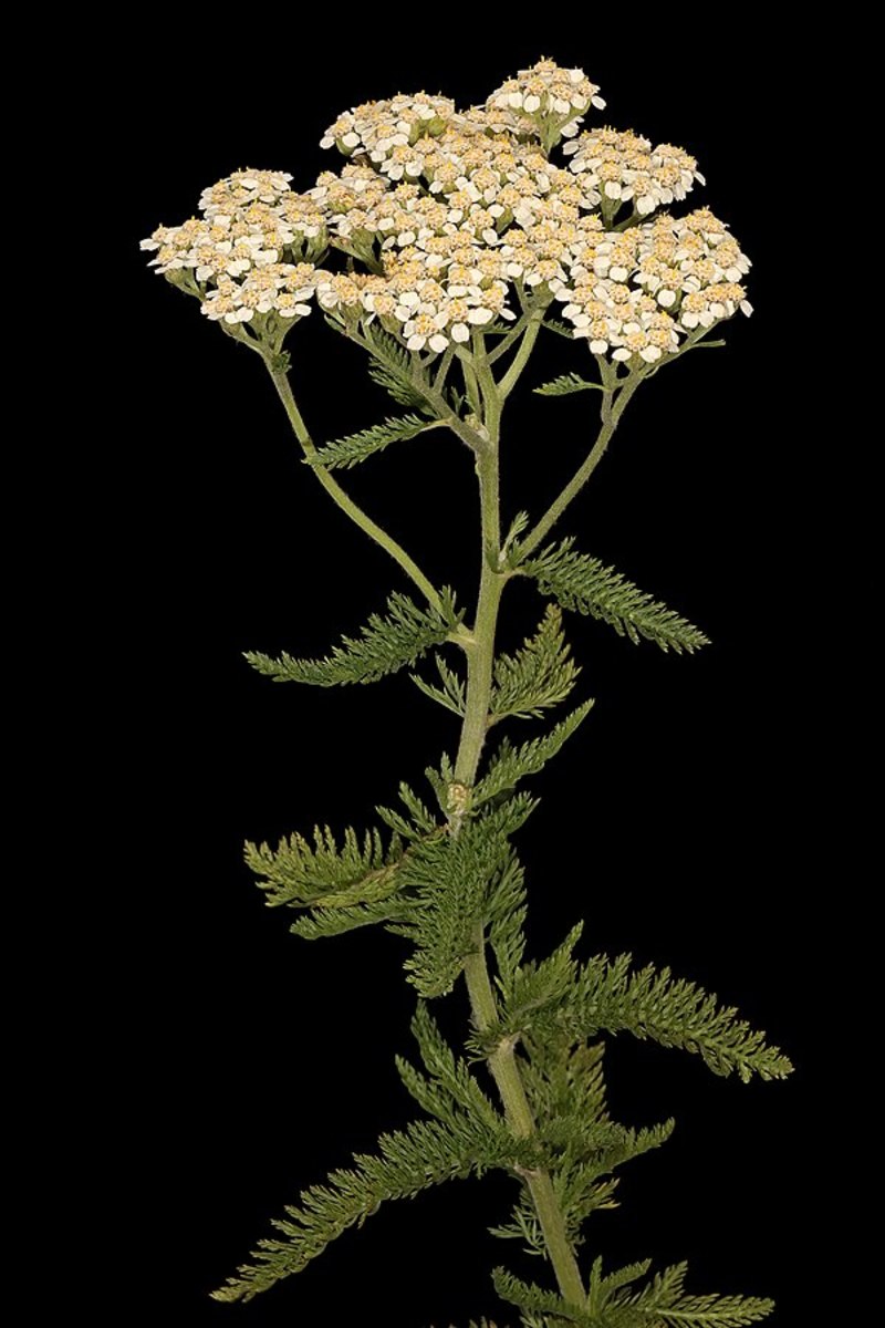 yarrow-facts-folklore-uses-recipes