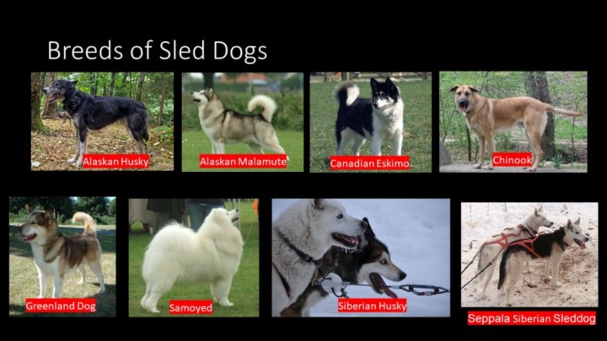 facts-about-sled-dogs-most-people-dont-know