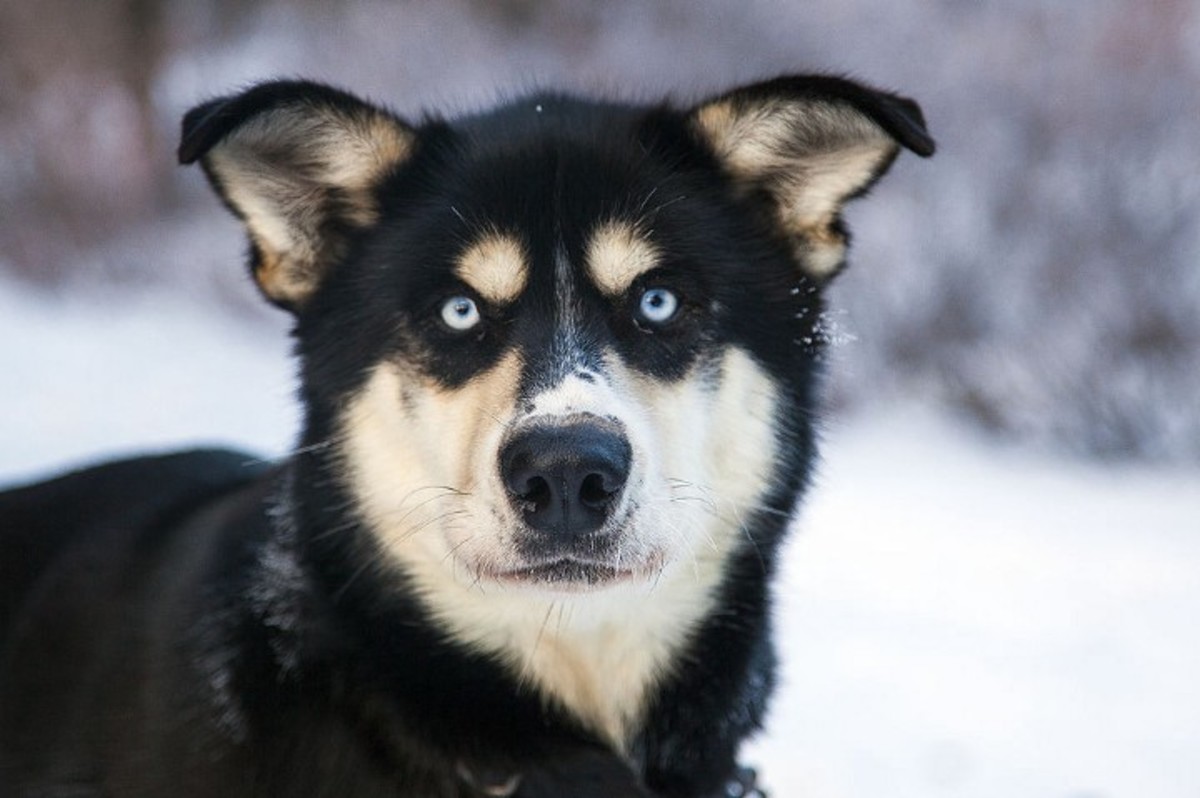 Sled dog (husky) — By Denali National Park and Preserve