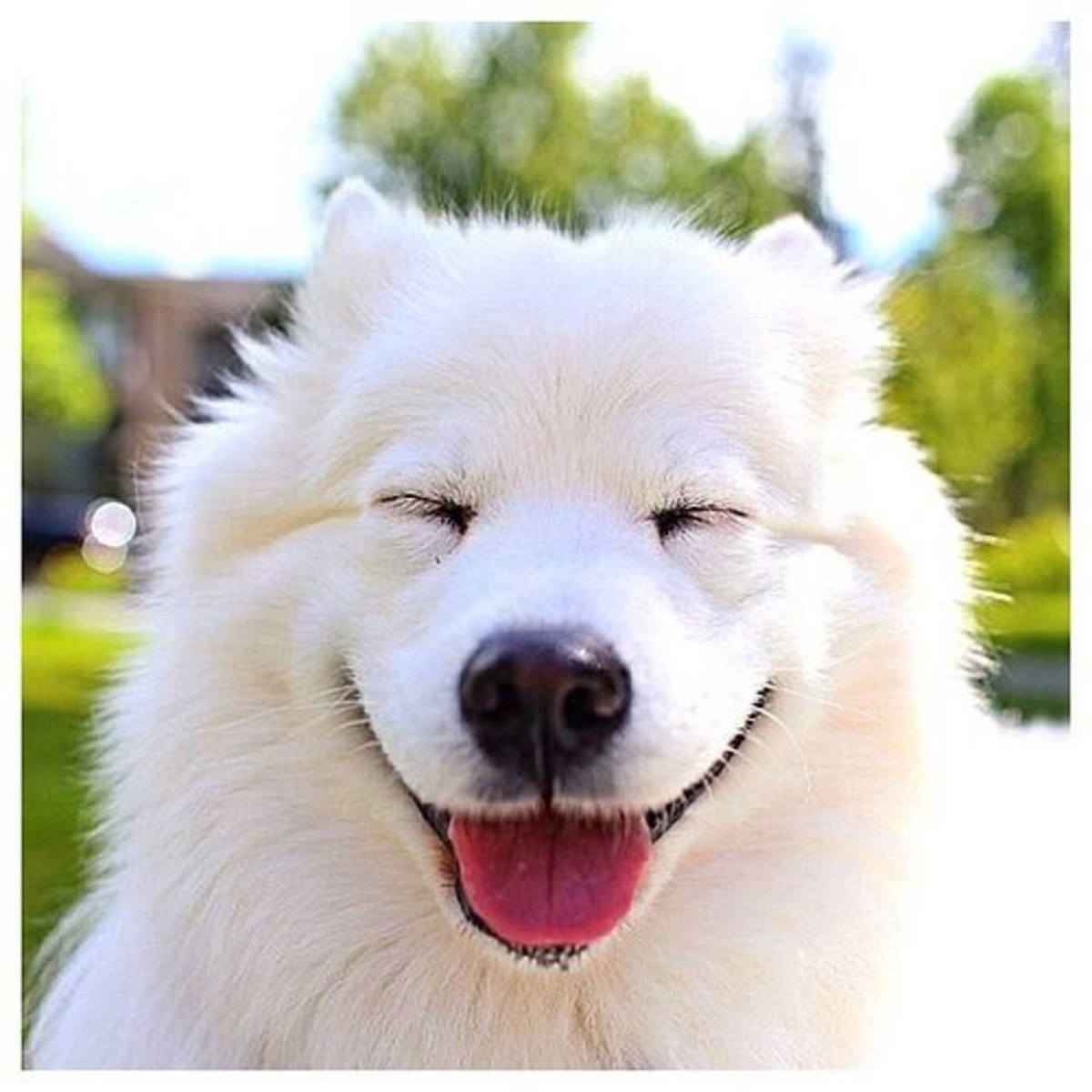 A smiley dog