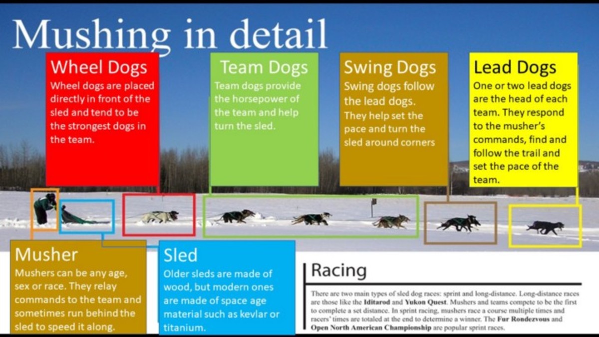 Elements of a sled dog team