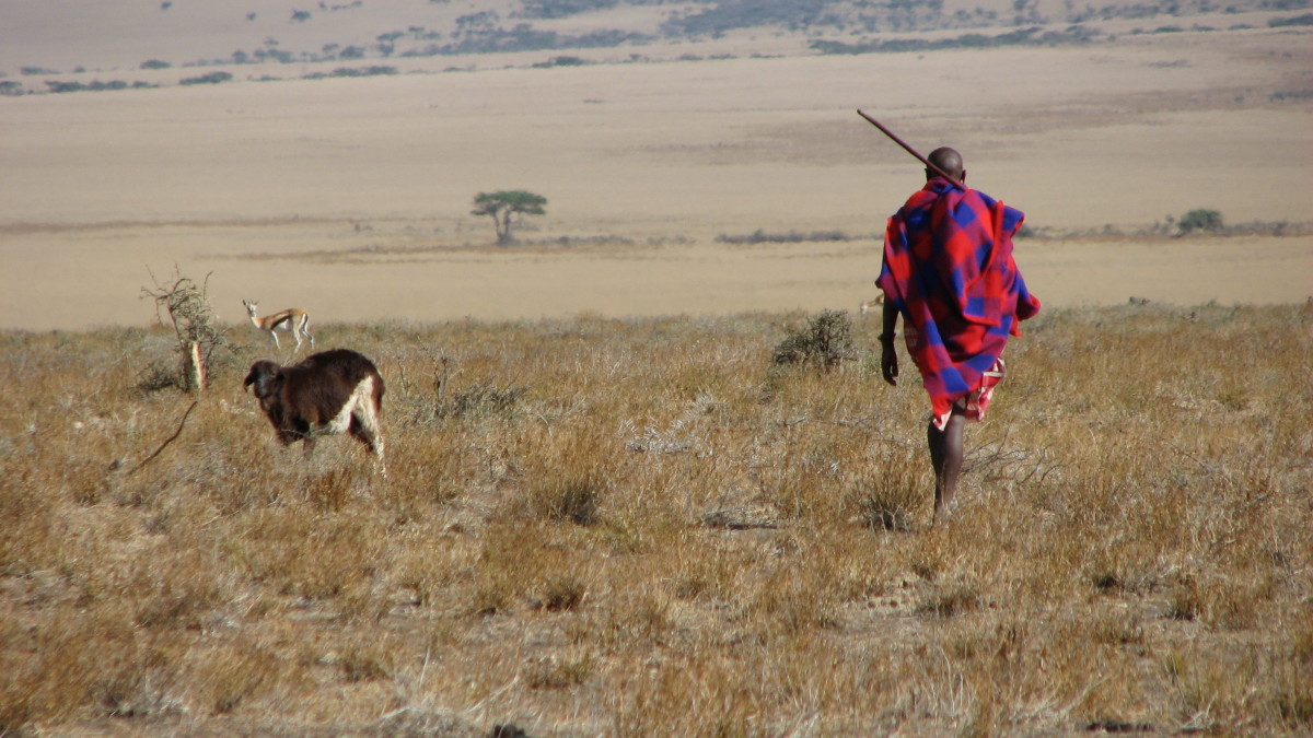 Maasai men can walk for miles and miles looking for water for their cattle.