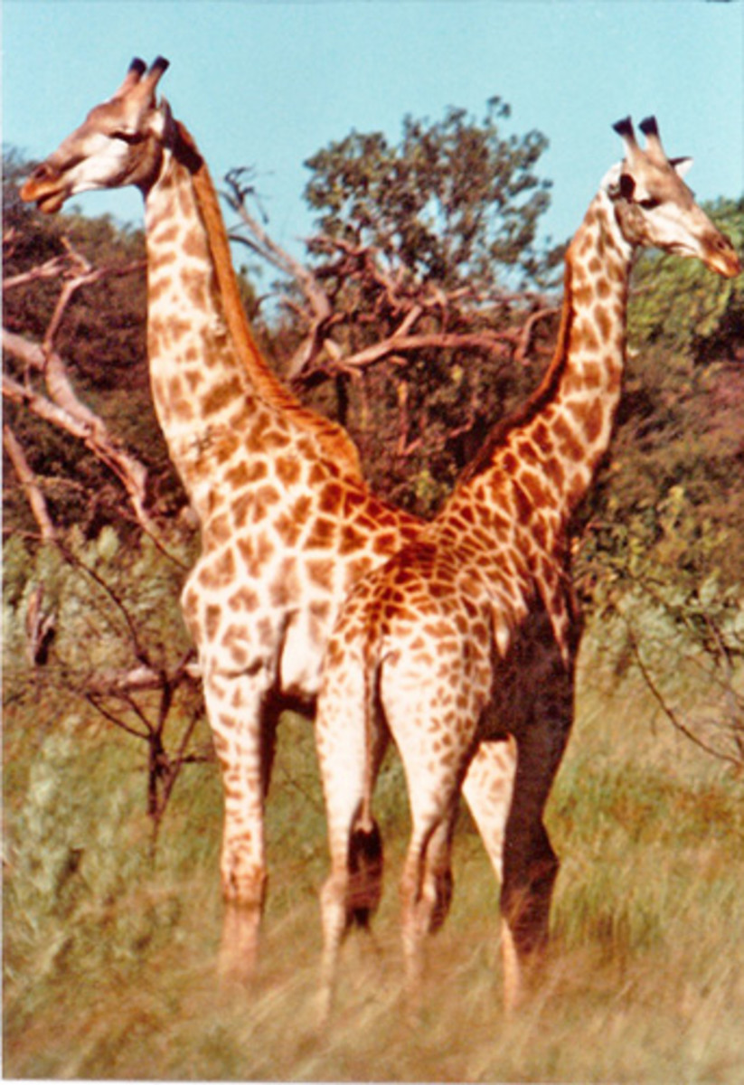 Savanna Giraffe - Taken from a landrover on one of our weekend safaris in 1975. My buddy worked as a field biologist for a United Nations study project.