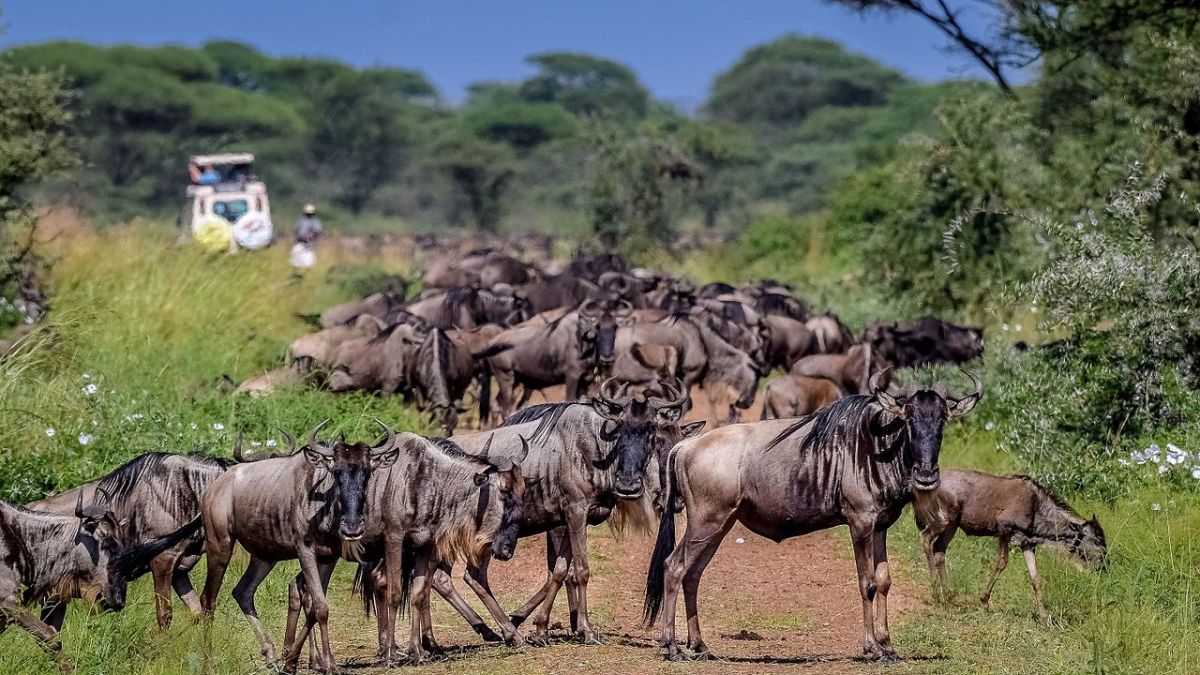 A herd of wildebeest in Serengeti National Park, Tanzania - one of hundreds of types of wild animals found in East Africa.