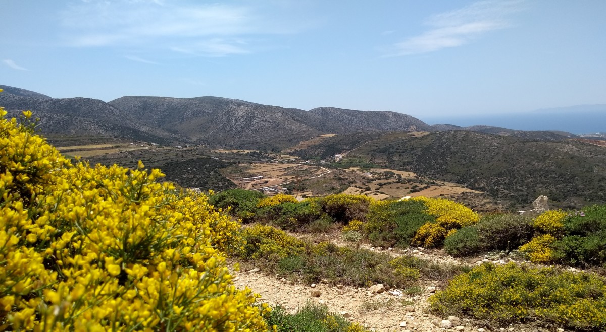 Yellow sedum flowers in the mountains of Paros.