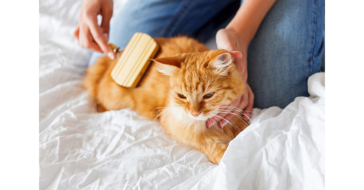 maintaining-your-cats-health-10-tips