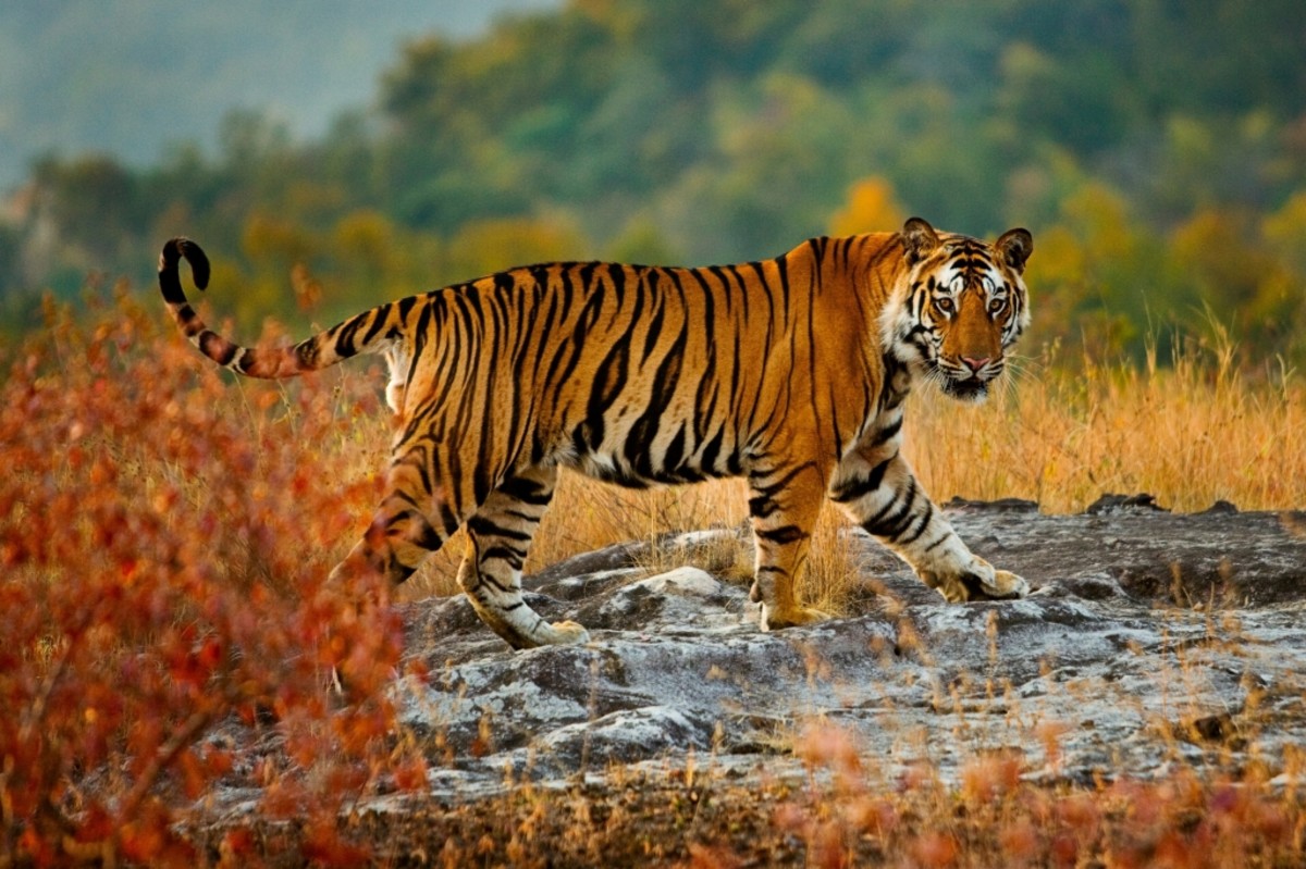 Lao Folktales: The Tiger's Stripes