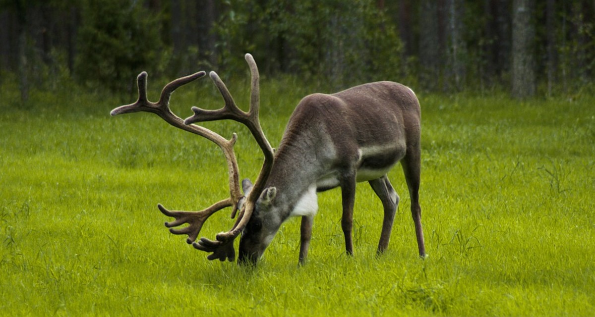 reindeer-and-myths-from-lapland