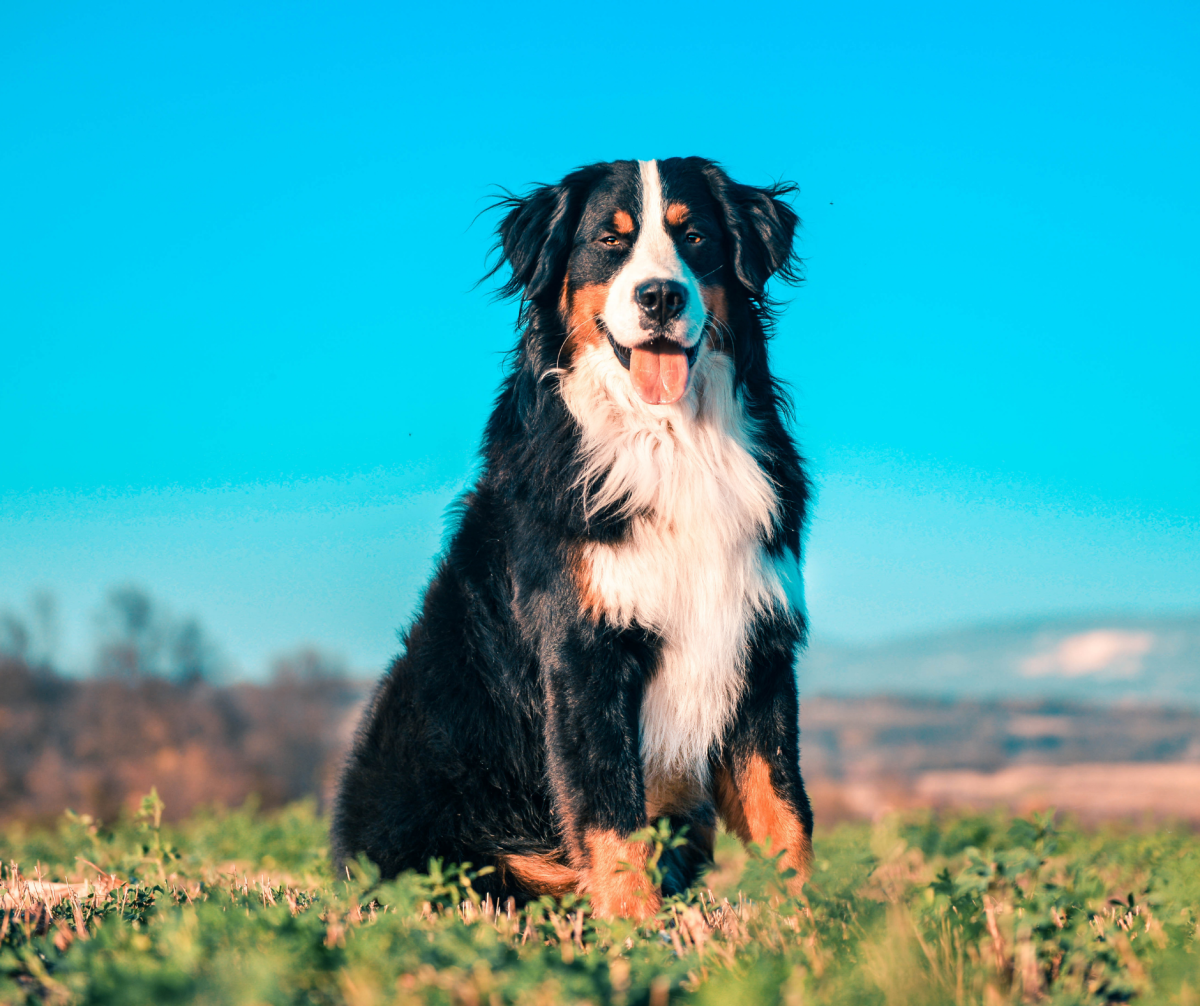 bernese-mountain-dogs-why-theyre-the-best-breed-around